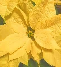 Yellow Poinsettia flower seeds