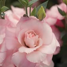 Echo flower seeds
