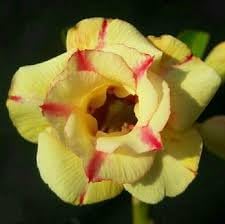 Obesum flower seeds