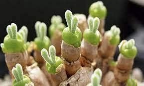 Rabbit Ears flower seeds