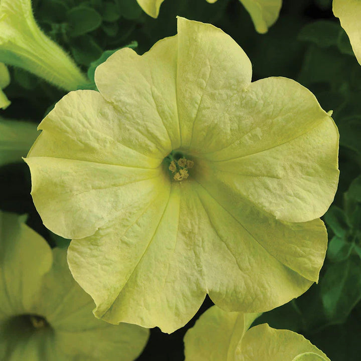 Blue Lime flower seeds
