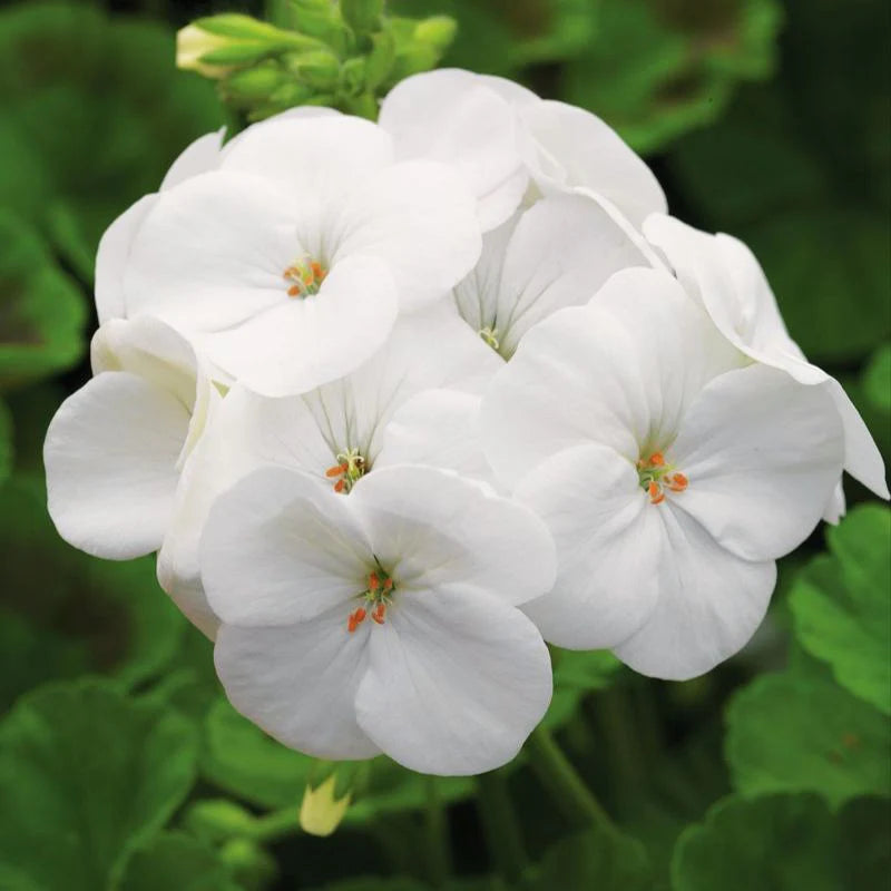 White Geranium flower seeds