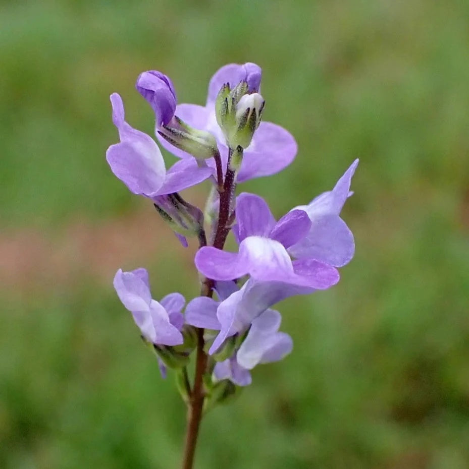 Linaria Canadensis Toadflax plant