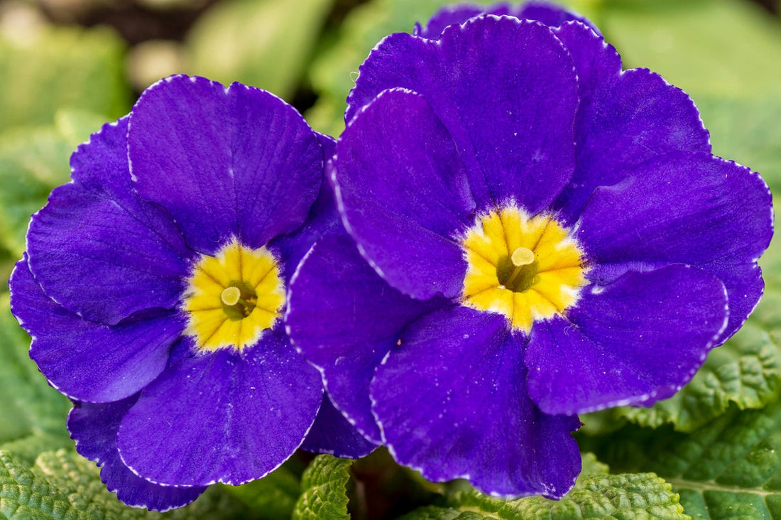 Violet Yellow flower seeds