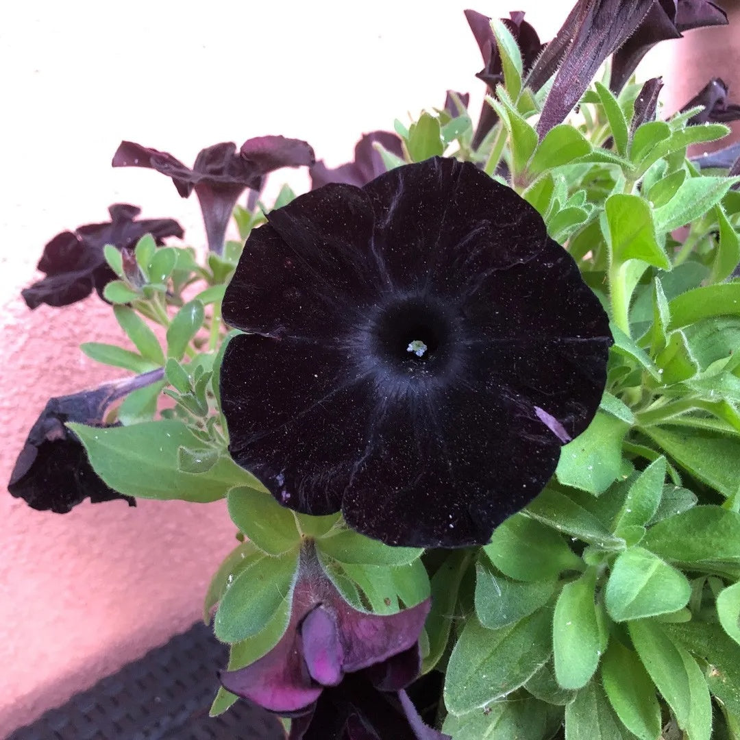 Black Petunias plant