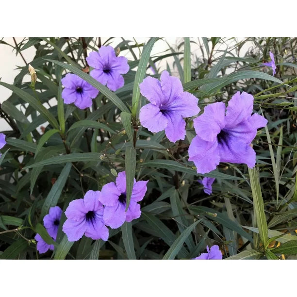 Ruellia Humillis flower seeds
