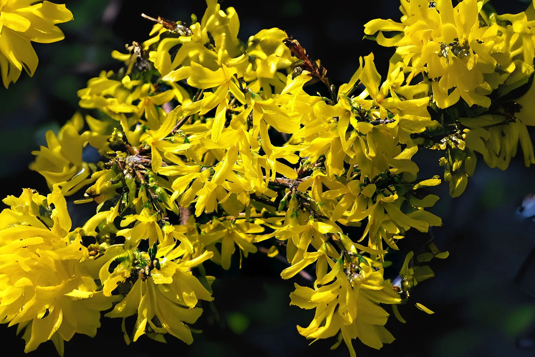Forsythia Suspensa flower seeds