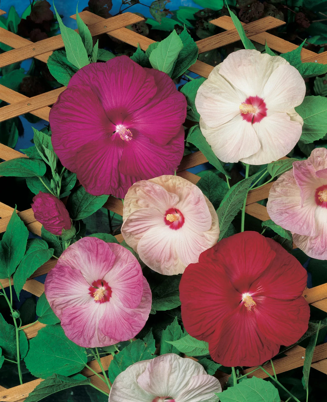 Hibiscus Luna flower seeds