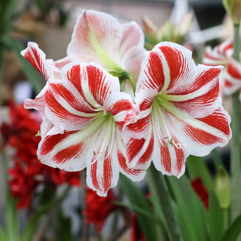 Amaryllis Flower Seeds for Planting – Heirloom Non-GMO Garden Seeds