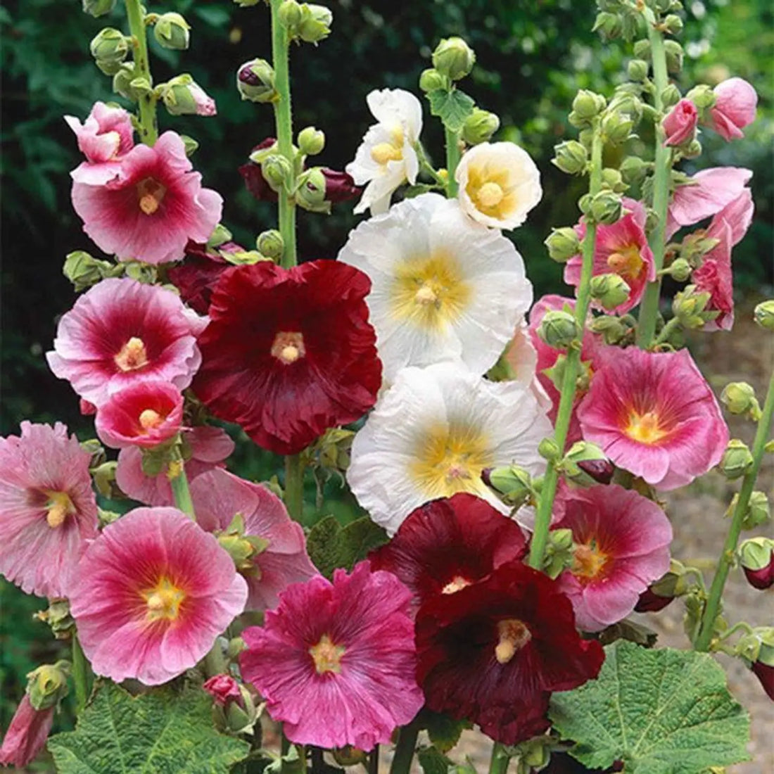 Hollyhock flower seeds