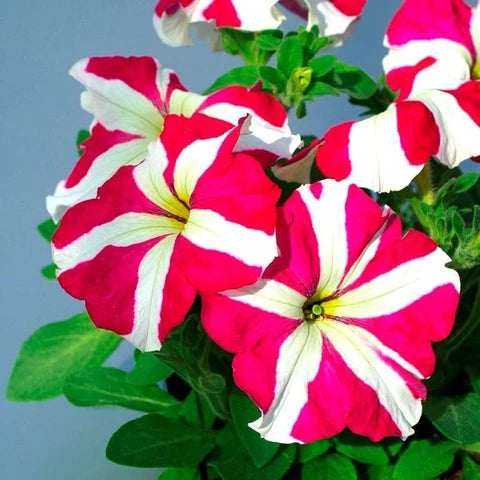 Red White flower seeds