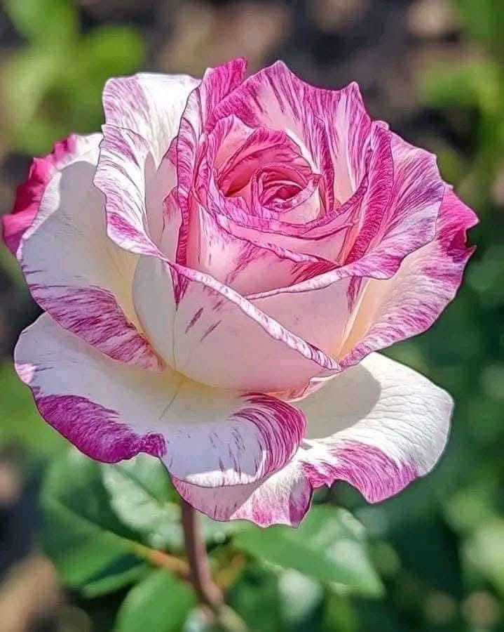 Pink White Stripe Rose Flower Seeds for Planting – Unique Garden Rose Blooms