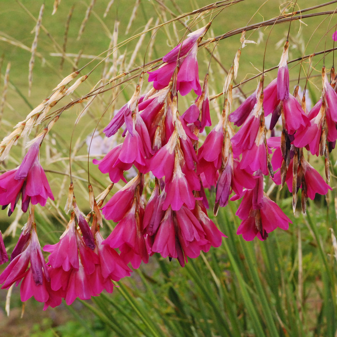 Pulcherrimum flower seeds