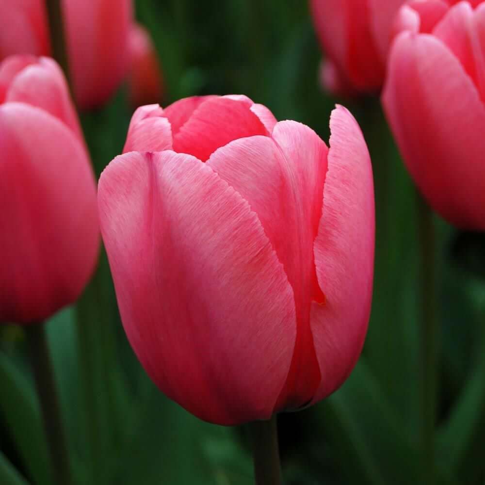Pale Pink Tulip plant