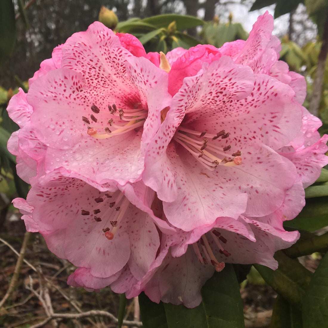 Rhododendron flower seeds