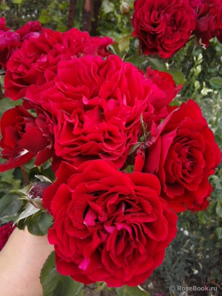 Double Petal Rose plant