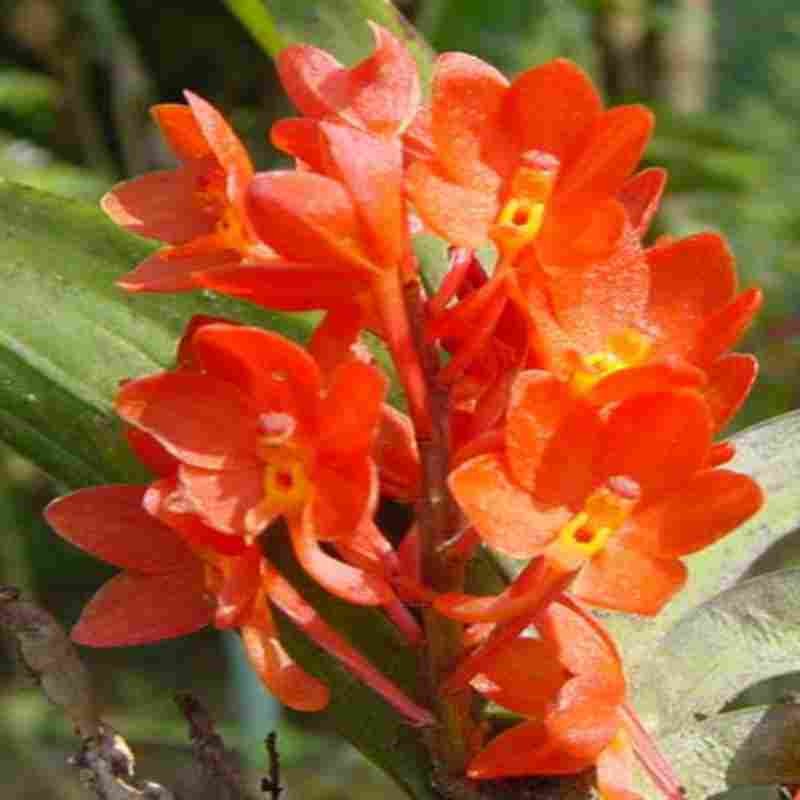 Orange Ascocentrum flower seeds