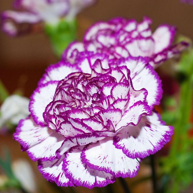 Violet and White Carnation Flower Seeds for Planting – Heirloom Non-GMO Garden Seeds