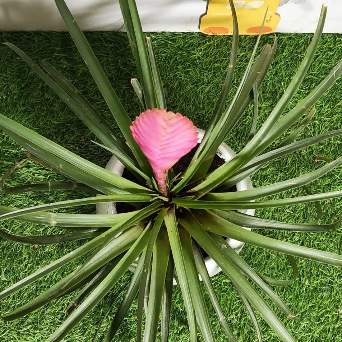 Pink Tillandsia flower seeds