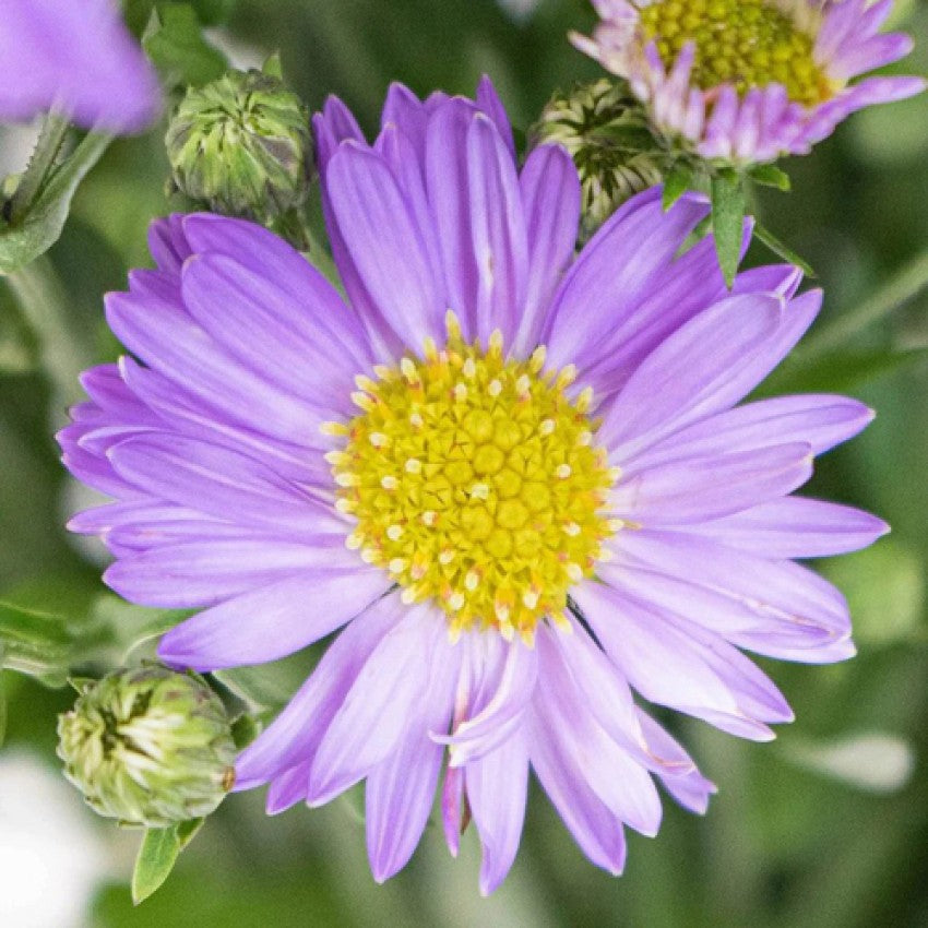 Blue Tataricus flower seeds