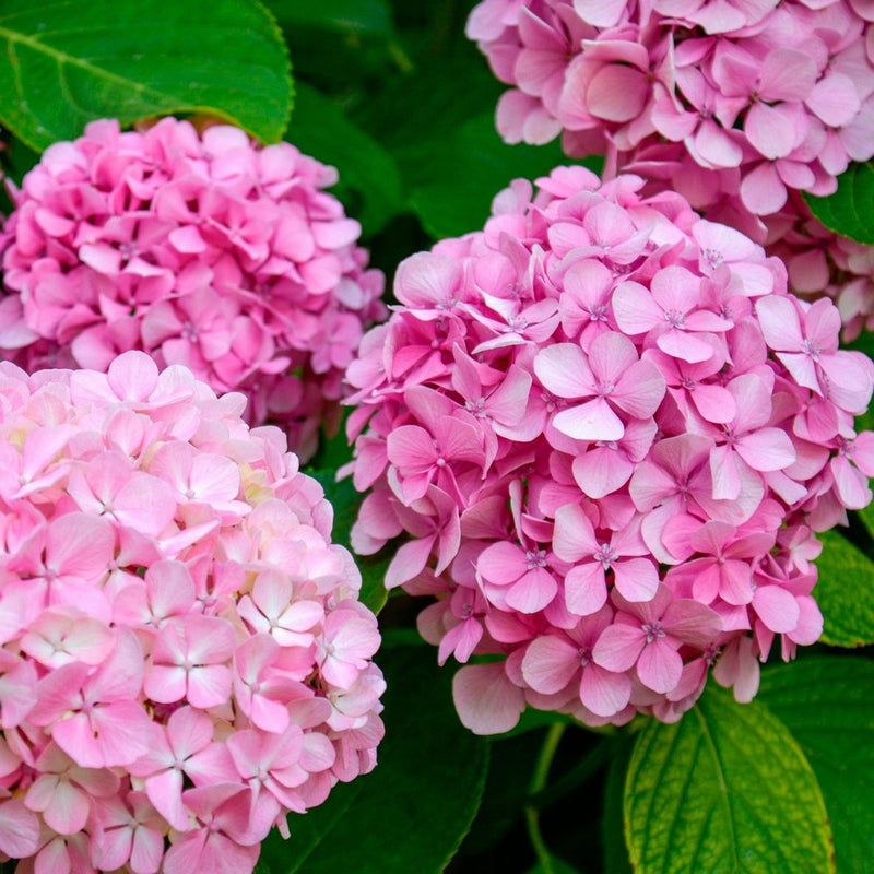 Pink Hydrangea Flower Seeds for Planting – Heirloom Non-GMO Garden Seeds