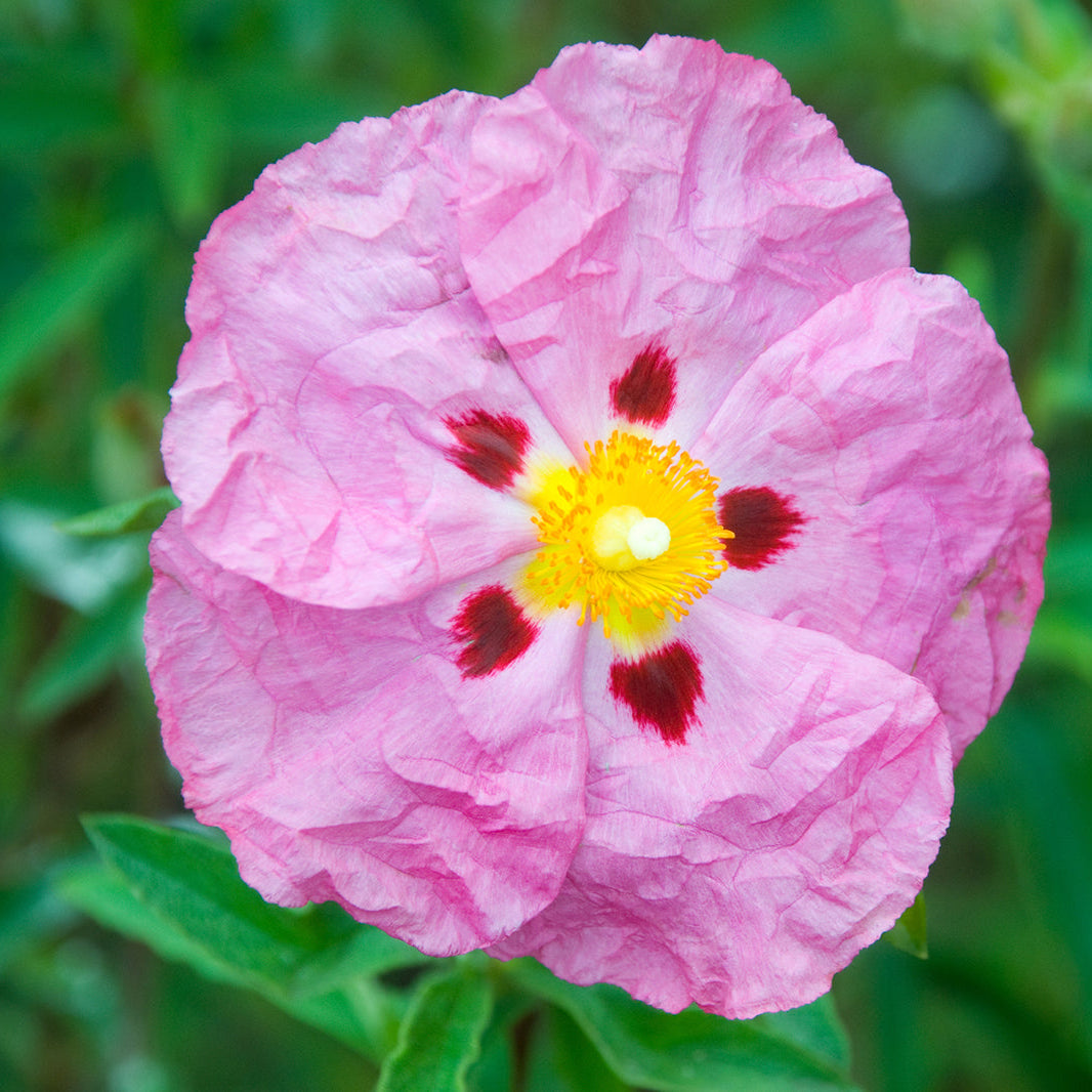Cistus flower seeds