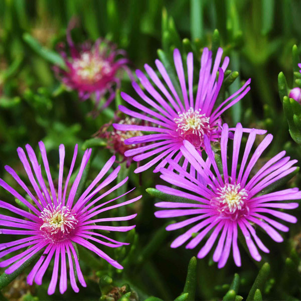 Purple Ice flower seeds