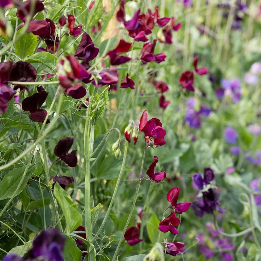 Lathyrus flower seeds
