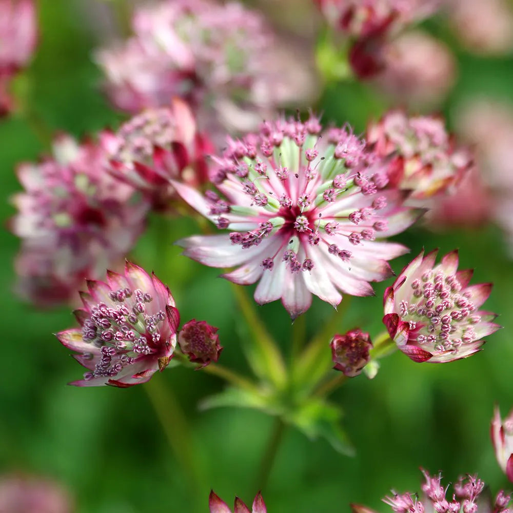 Pink Masterwort flower seeds