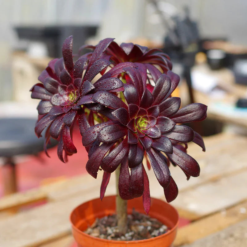 Arboreum flower seeds