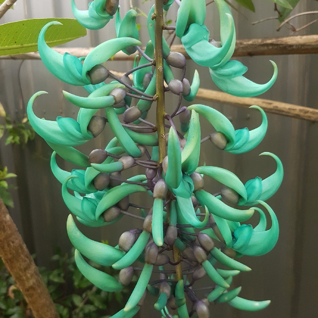 Green Jade flower seeds