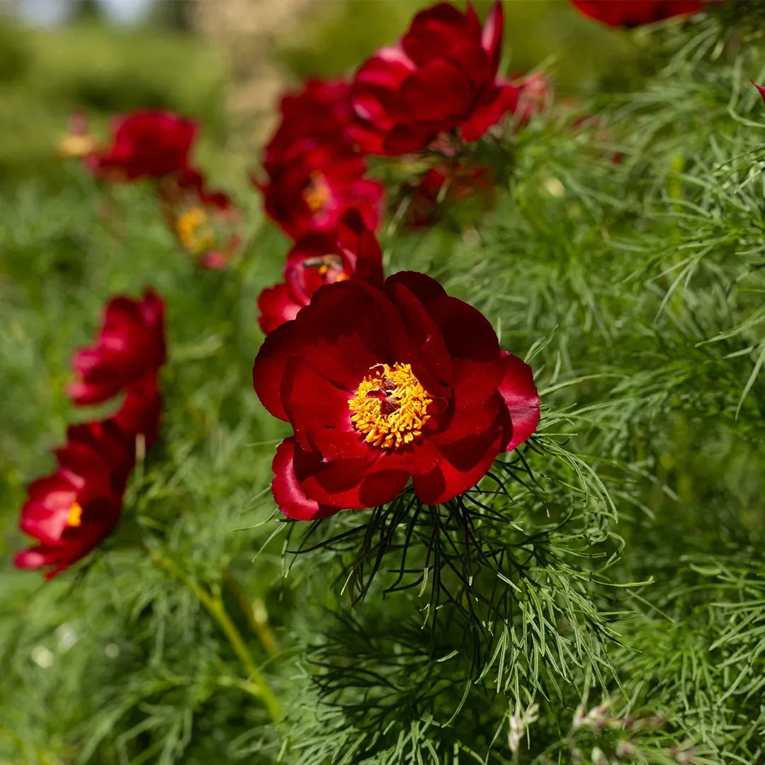 Tenuifolia flower seeds