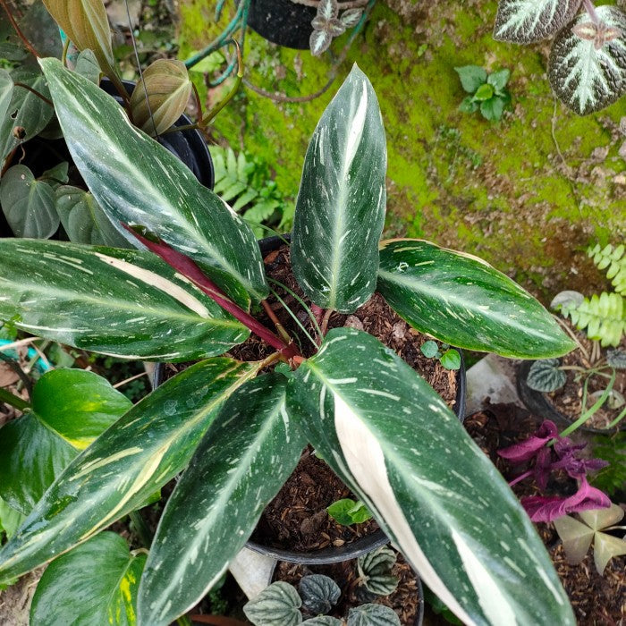 Calathea Magicstar flower seeds