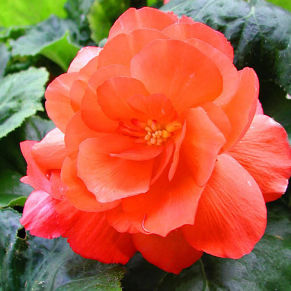 Orange Adenium flower seeds