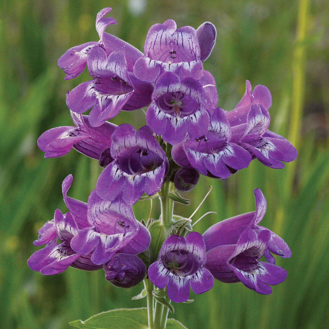 Purple Beardtongue flower seeds