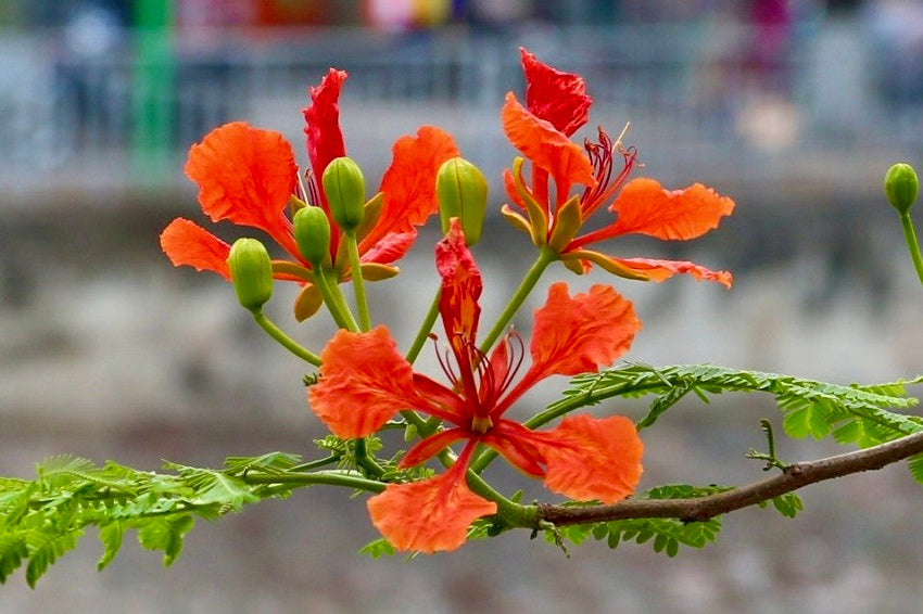 Phoenix flower seeds