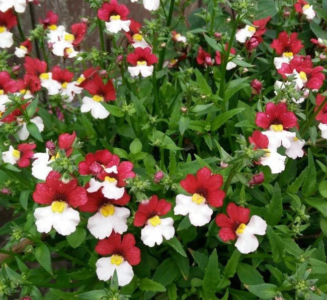 Nemesia Strumosa flower seeds