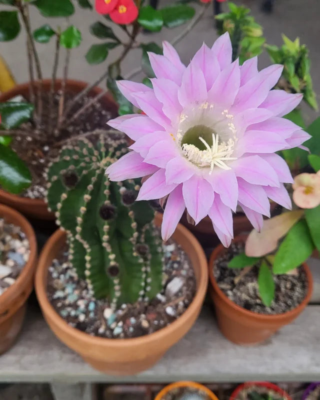 Pink Echinopsis flower seeds