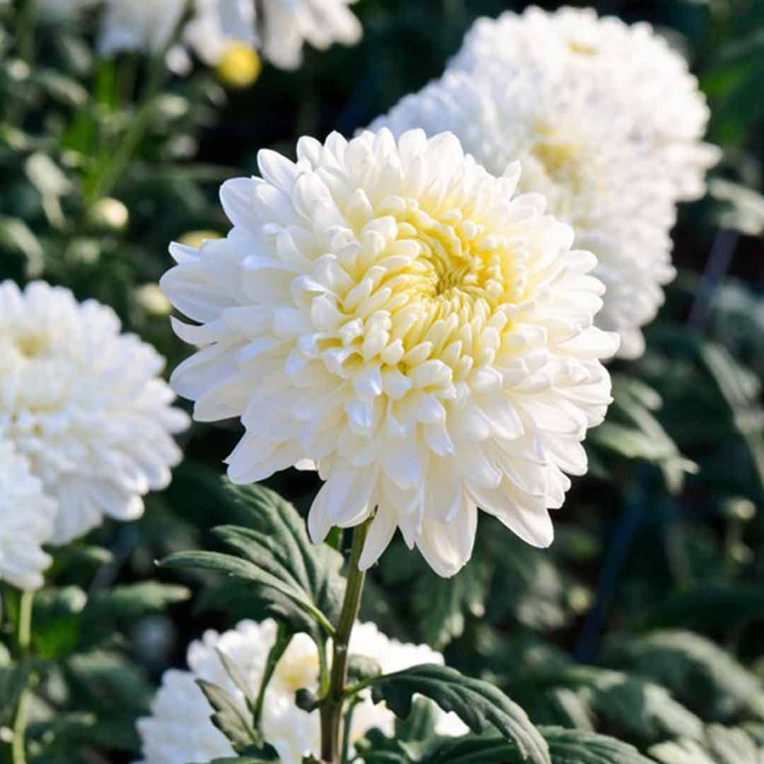 Chrysanthemum flower seeds
