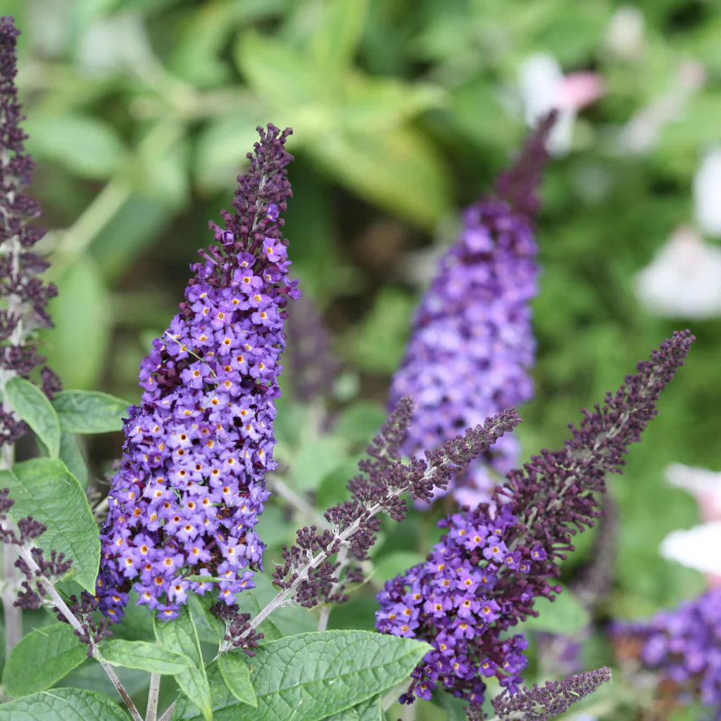 Buddleia Davidii flower seeds
