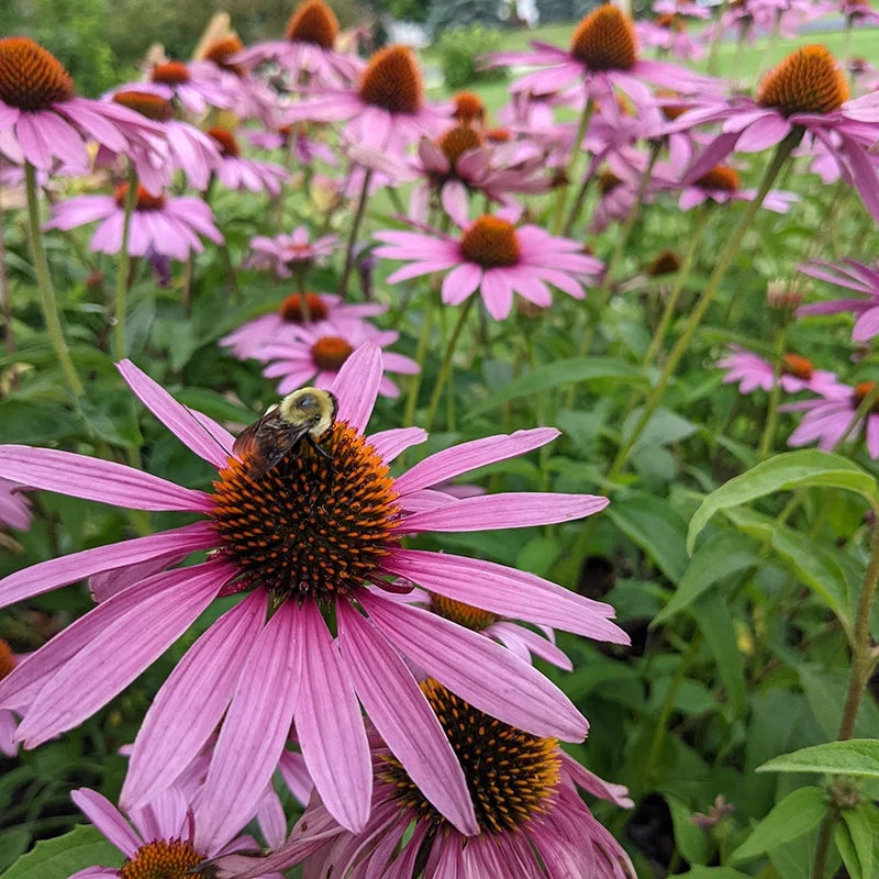 Coneflower flower seeds