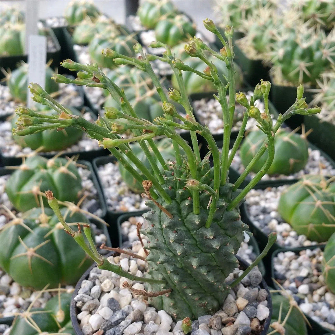 Euphorbia Spiralis flower seeds