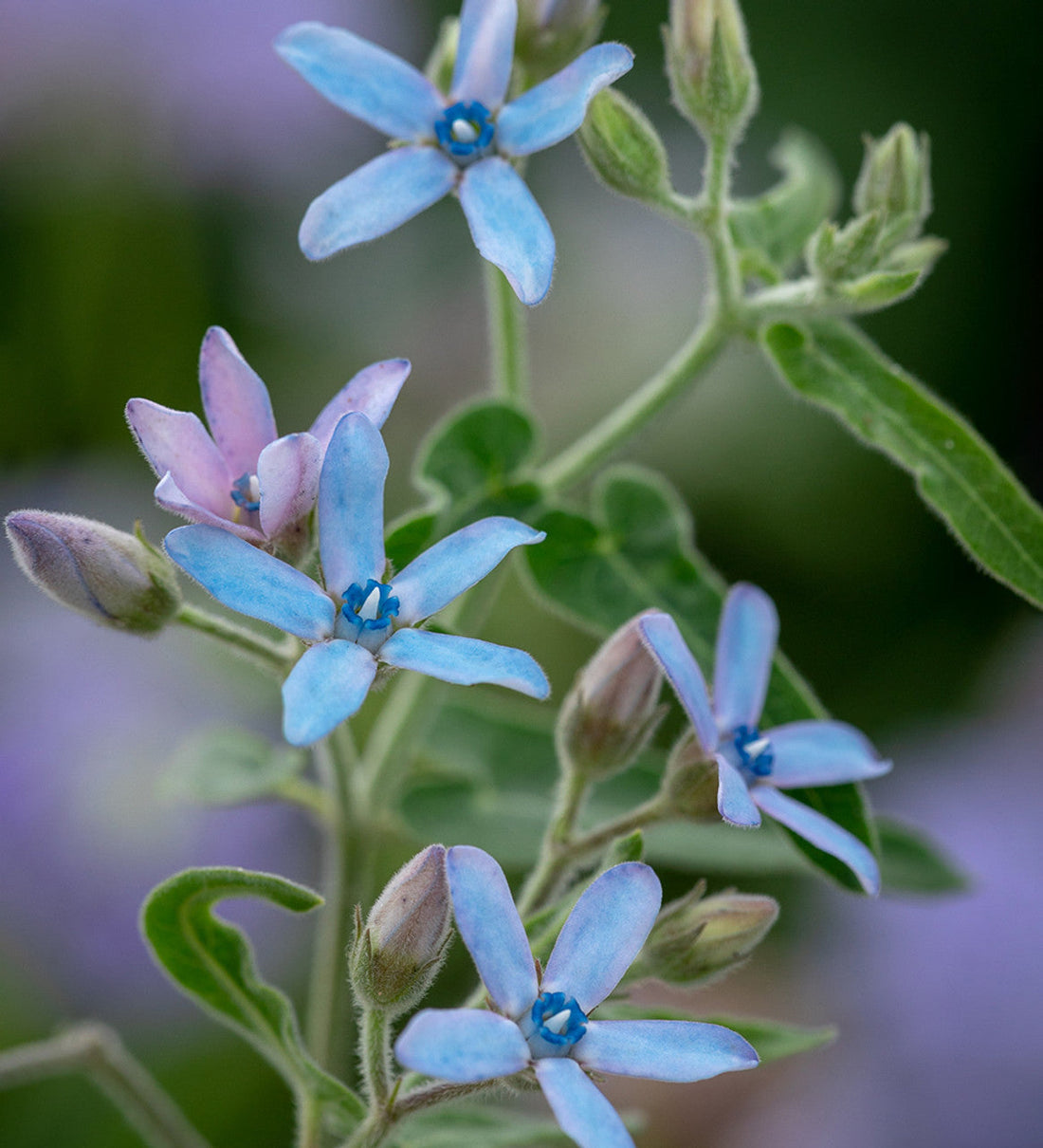 Tweedia flower seeds