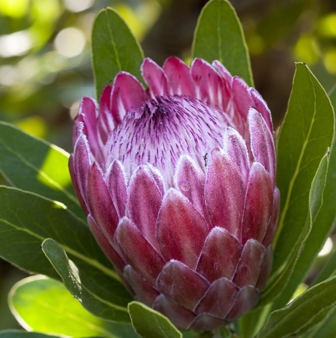 Pink Protea flower seeds