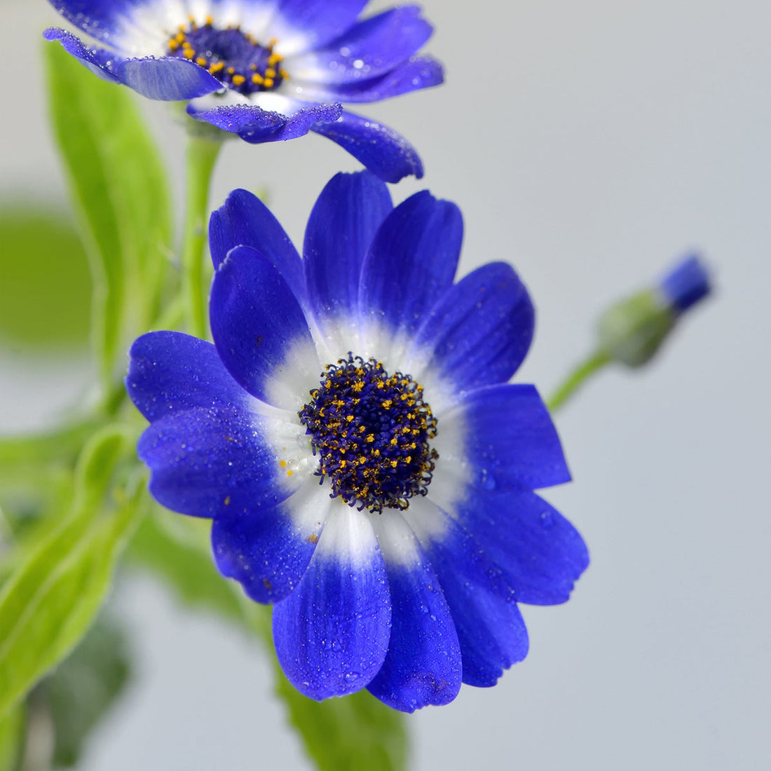 Blue Cineraria flower seeds