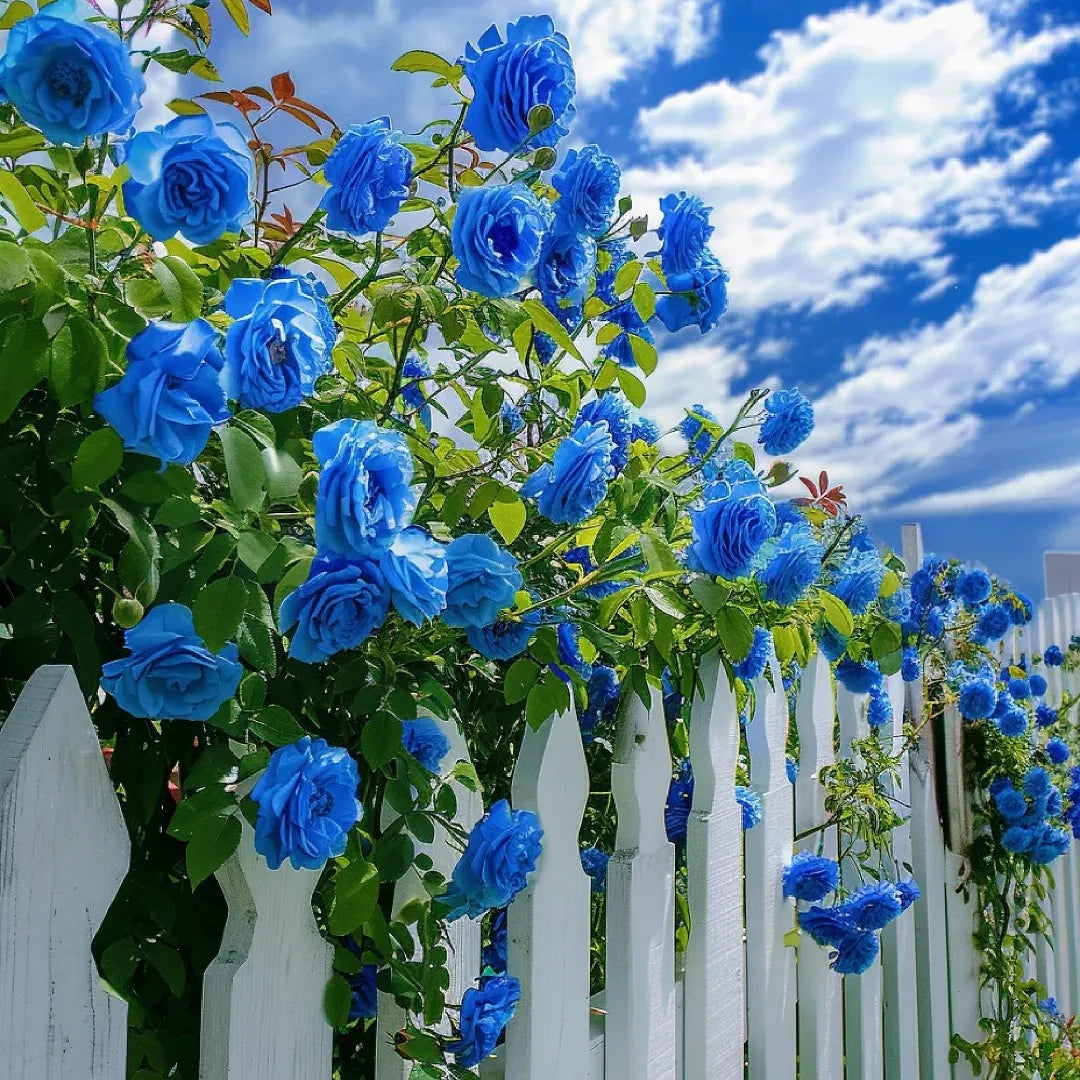 Sky Blue flower seeds