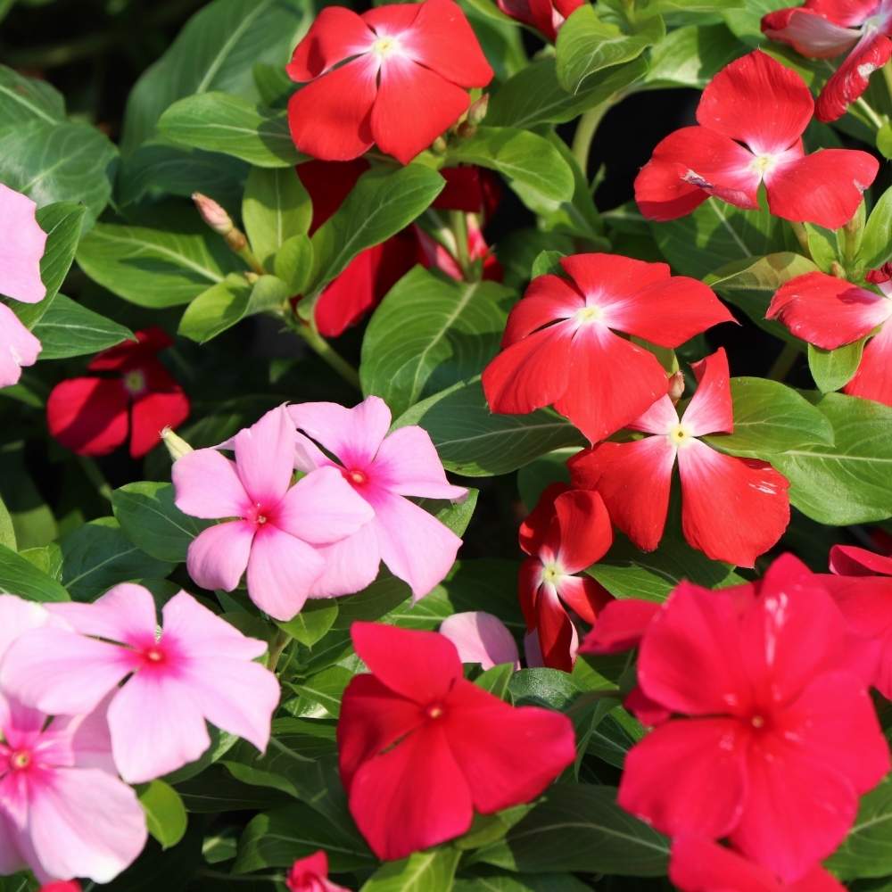 Periwinkle flower seeds