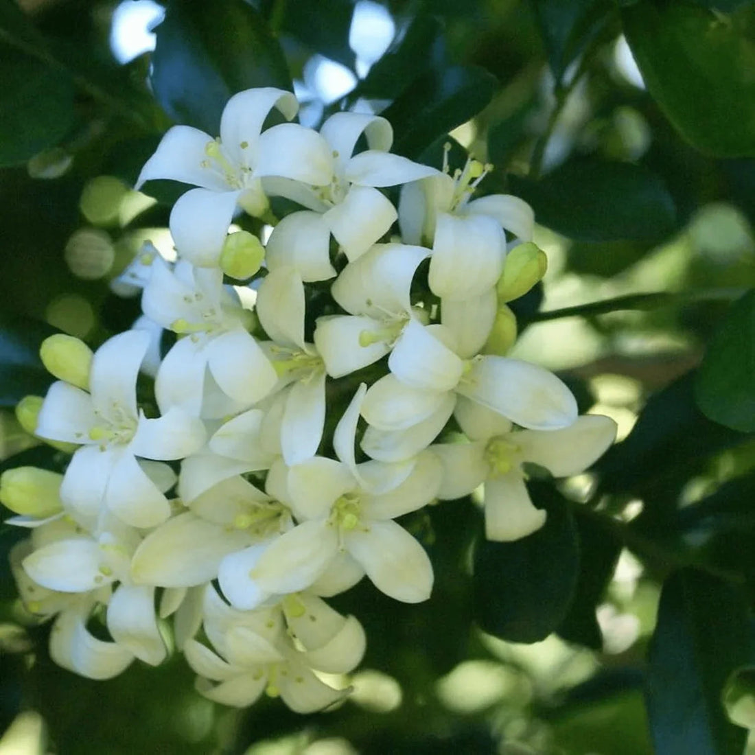 White Murraya flower seeds
