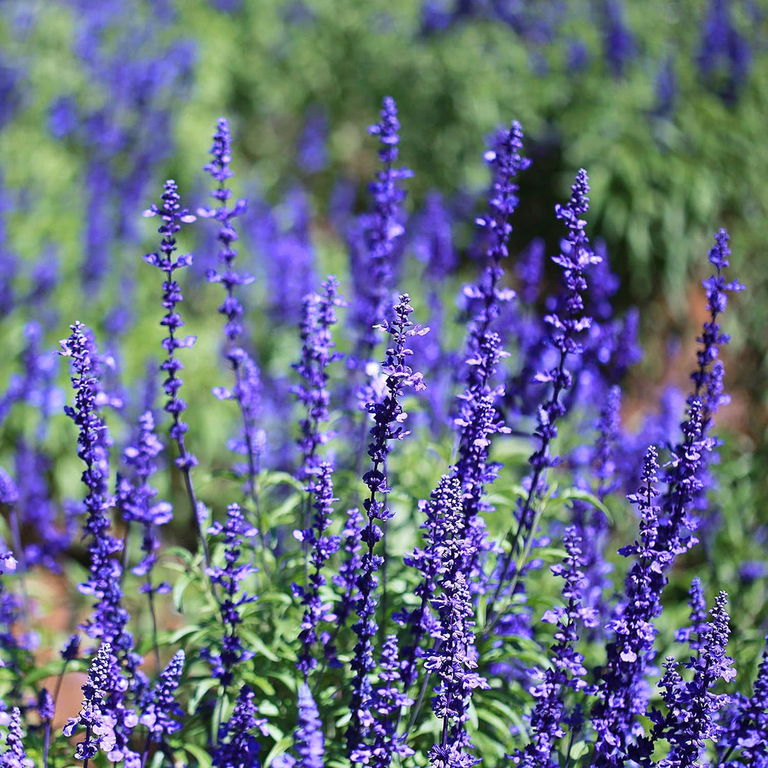 Blue Sage flower seeds
