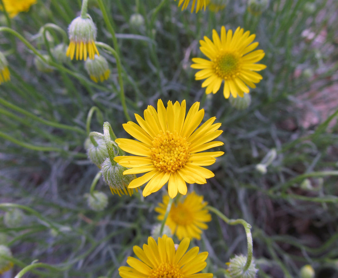 Yellow Erigeron flower seeds